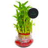 Good Luck Plant 3 layers